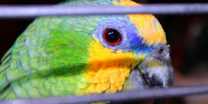 Parrot - The Colors of Nature